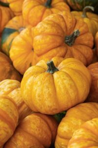 rostlinné potraviny